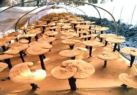 Linh Chi Nông Lâm Đào tạo và Chuyển giao công nghệ trồng nấm